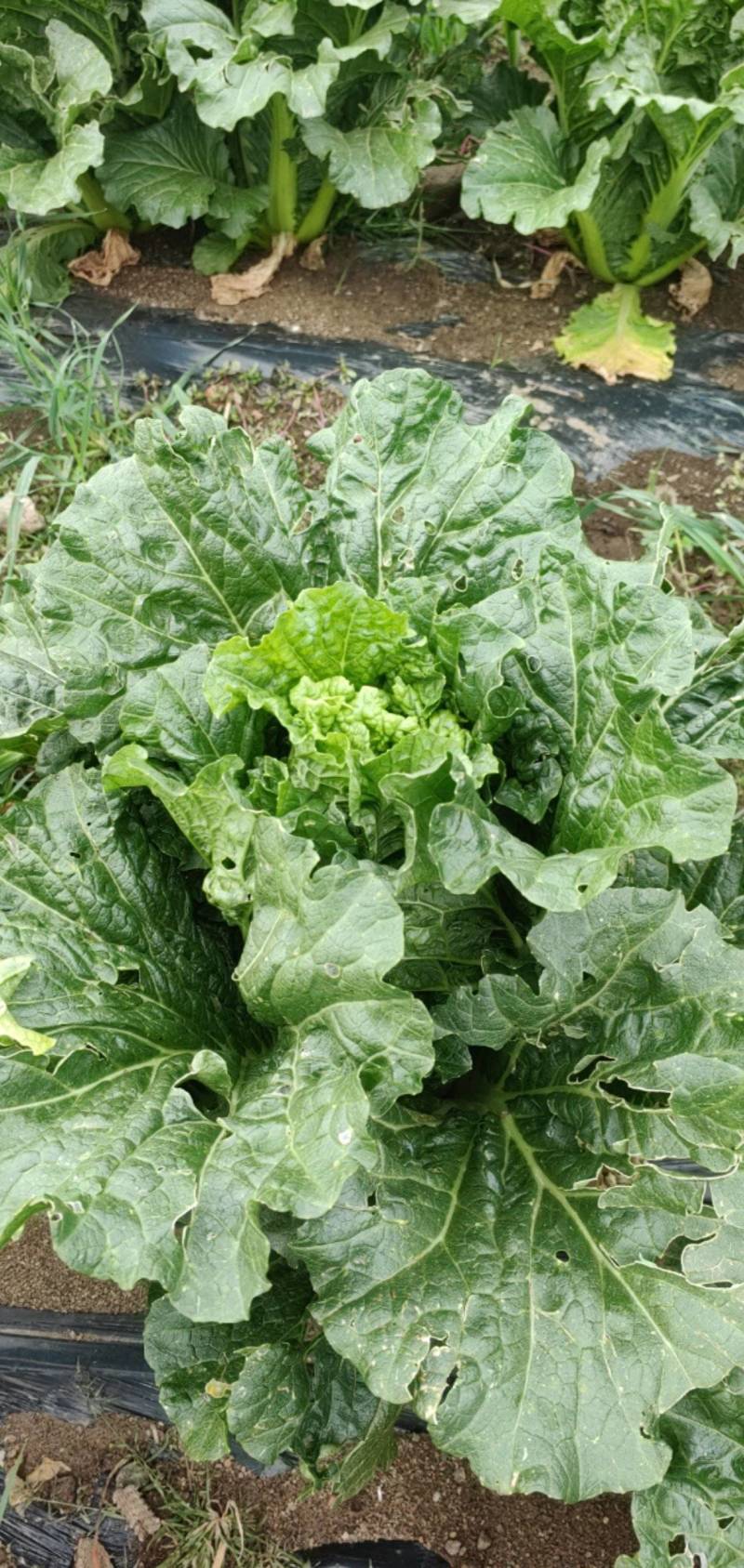 合作社种植基地大量成熟欢迎各位老板洽谈采购