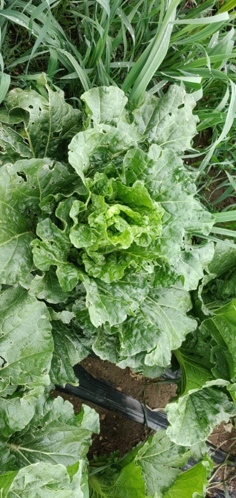 合作社种植基地大量成熟欢迎各位老板洽谈采购