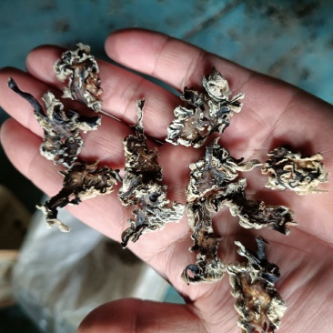 核桃菌菌片猴脑菇菌片玛卡菌片单片无根猴脑菌菌片核桃菌