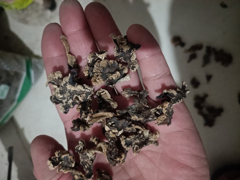 核桃菌菌片猴脑菇菌片玛卡菌片单片无根猴脑菌菌片核桃菌