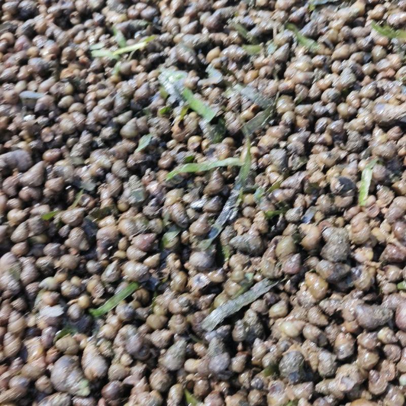 螺蛳饲料一手货源