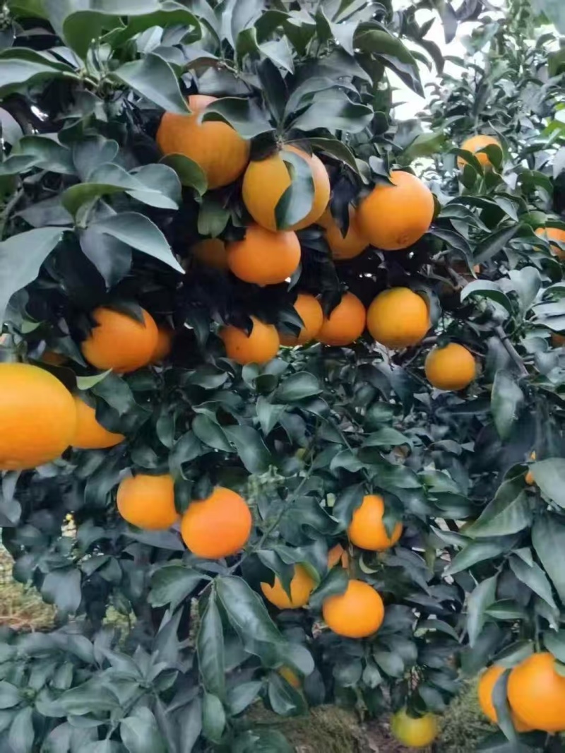 爱媛果冻橙，大量有货