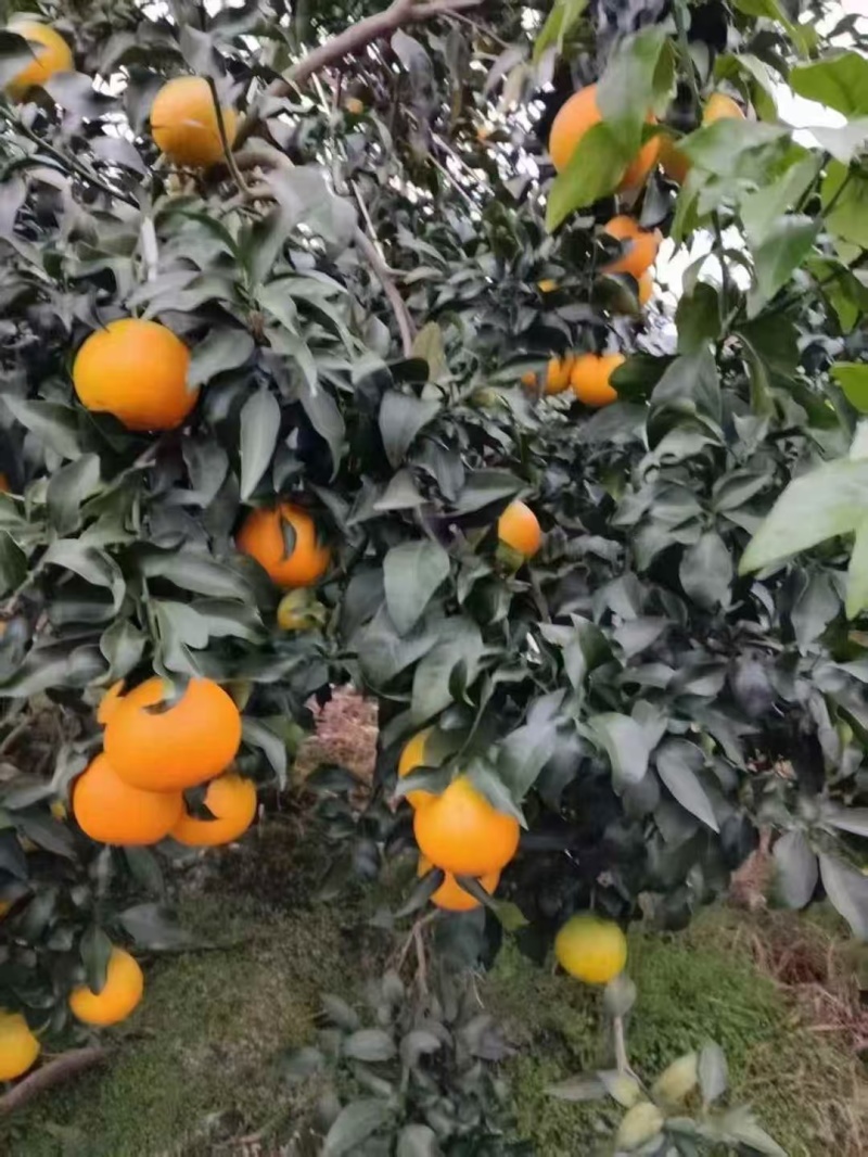 爱媛果冻橙，大量有货