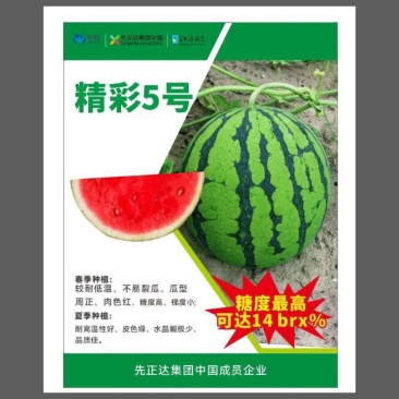 精彩五号西瓜种子美都原装正品种子