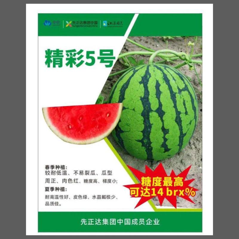 精彩五号西瓜种子美都原装正品种子