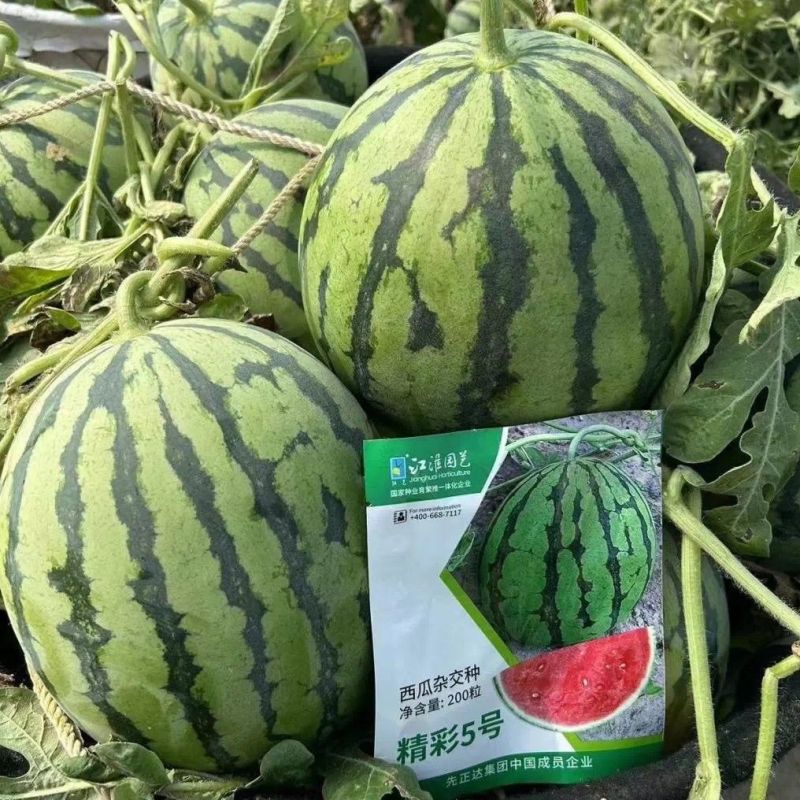 精彩五号西瓜种子美都原装正品种子