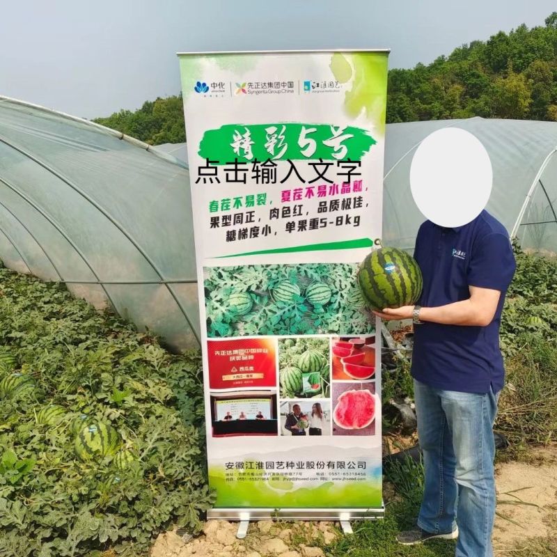 精彩五号西瓜种子美都原装正品种子