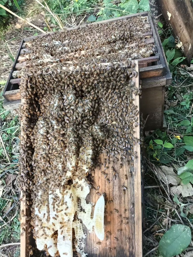 广西精品蜂蜜，基地直发，品质保证，量大从优，欢迎联系！