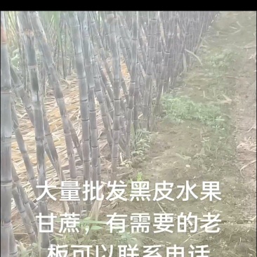 黑皮水果甘蔗