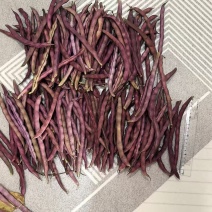 大紫袍豆角产地大量上市有需要的联系我！