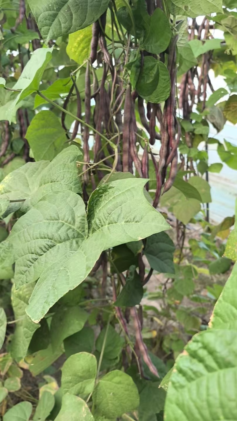 大紫袍豆角产地大量上市有需要的联系我！
