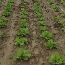 白菜苗5000棵，白菜苗