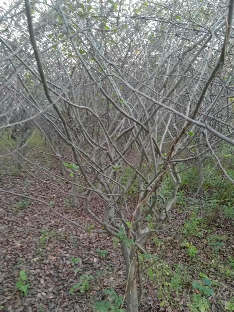 垂丝海棠