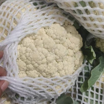 山东精品花菜大量上市产地直发价格优惠品质保证欢迎来电