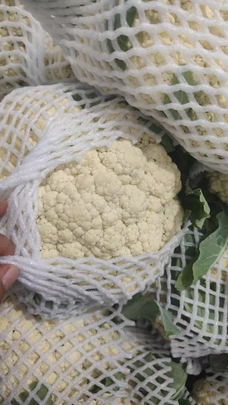 山东精品花菜大量上市产地直发价格优惠品质保证欢迎来电