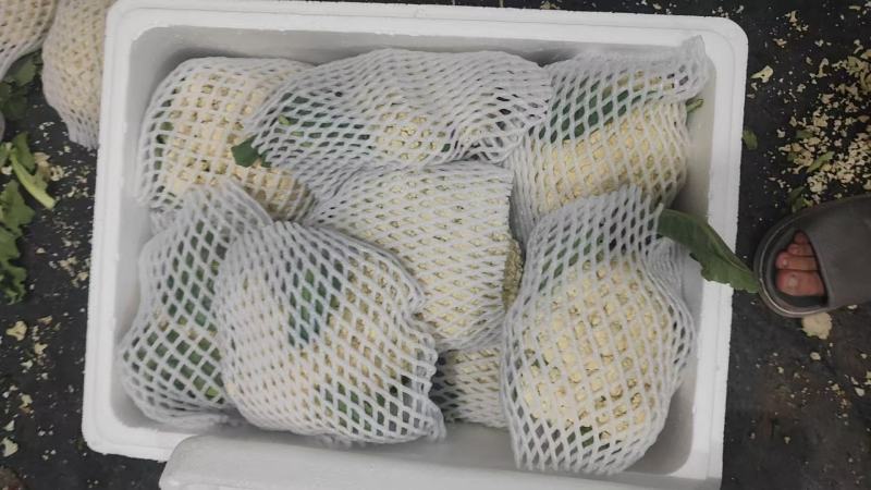 山东精品花菜大量上市产地直发价格优惠品质保证欢迎来电