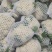 山东精品花菜大量上市产地直发价格优惠品质保证欢迎来电