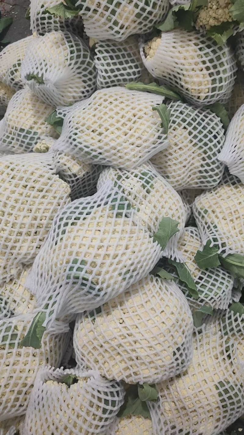 山东精品花菜大量上市产地直发价格优惠品质保证欢迎来电