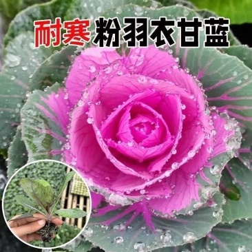羽衣甘蓝苗绿粉紫三色不包邮