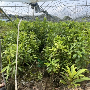 黄晶果嫁接苗