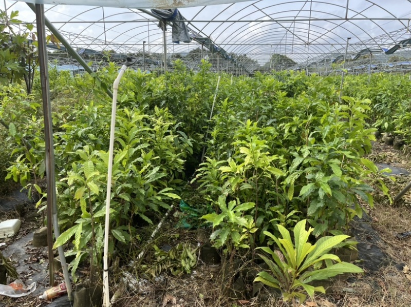 黄晶果嫁接苗