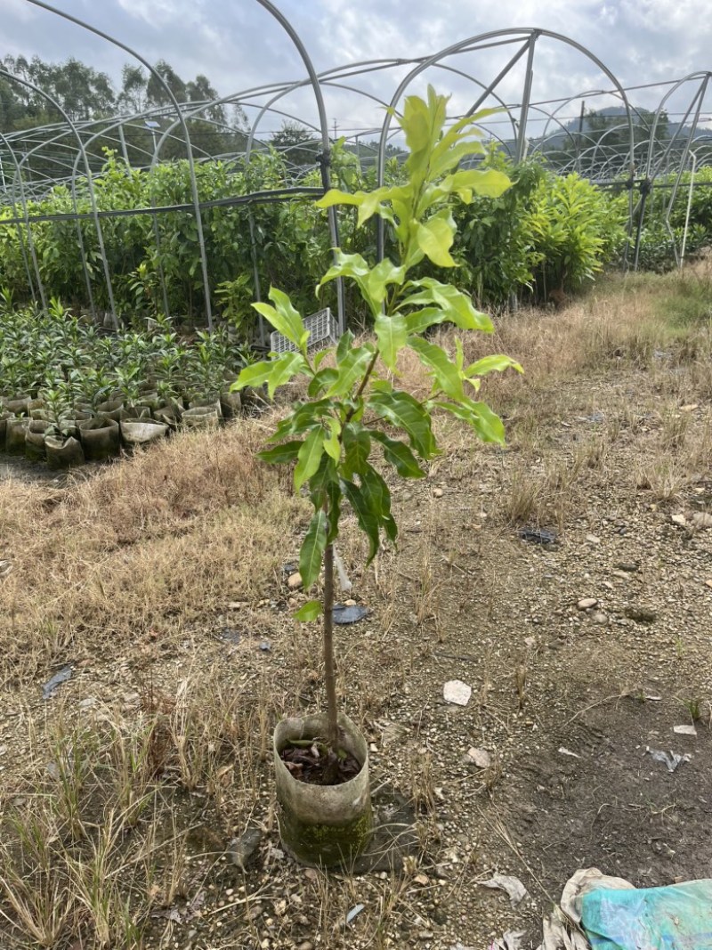 黄晶果嫁接苗