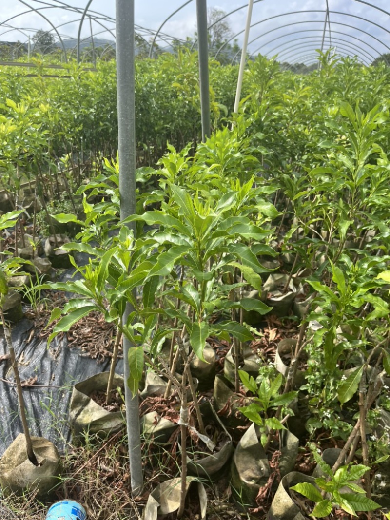黄晶果嫁接苗