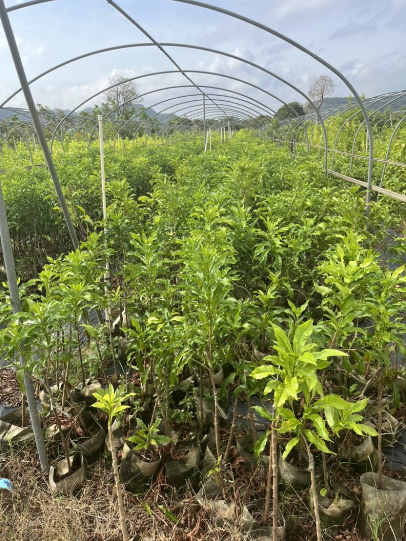 黄晶果嫁接苗