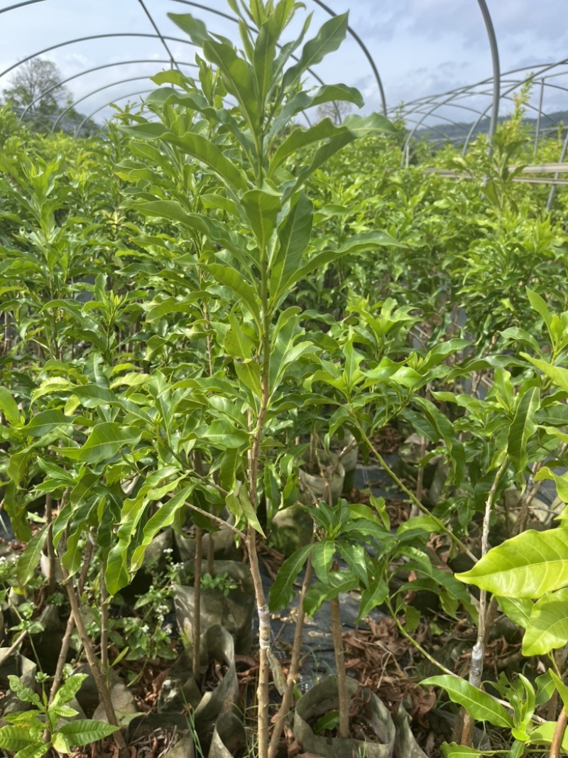 黄晶果嫁接苗