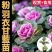 羽衣甘蓝苗绿粉紫三色不包邮