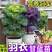 羽衣甘蓝苗绿粉紫三色不包邮