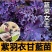 羽衣甘蓝苗绿粉紫三色不包邮