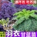 羽衣甘蓝苗绿粉紫三色不包邮