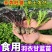 羽衣甘蓝苗绿粉紫三色不包邮