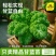 羽衣甘蓝苗绿粉紫三色不包邮