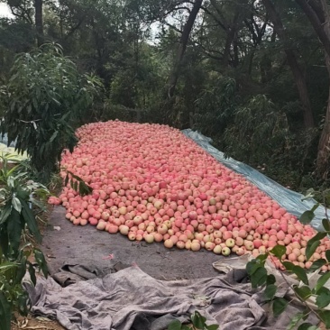 寒富苹果