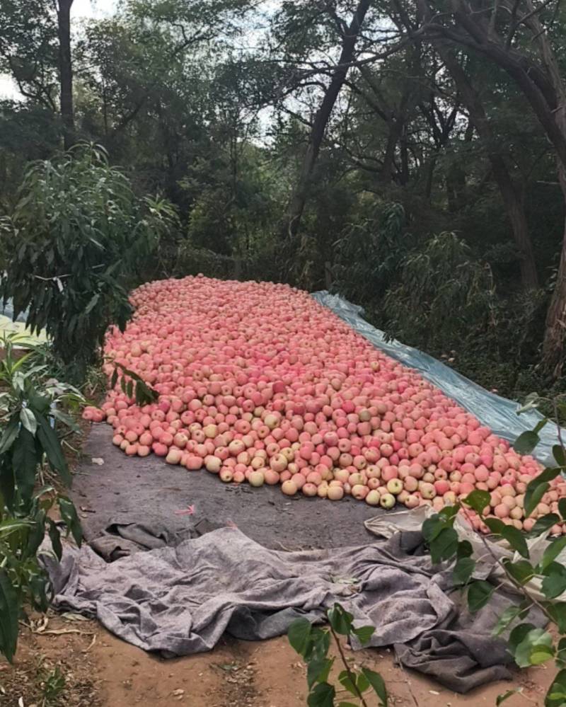 寒富苹果