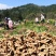 小黄姜种植基地