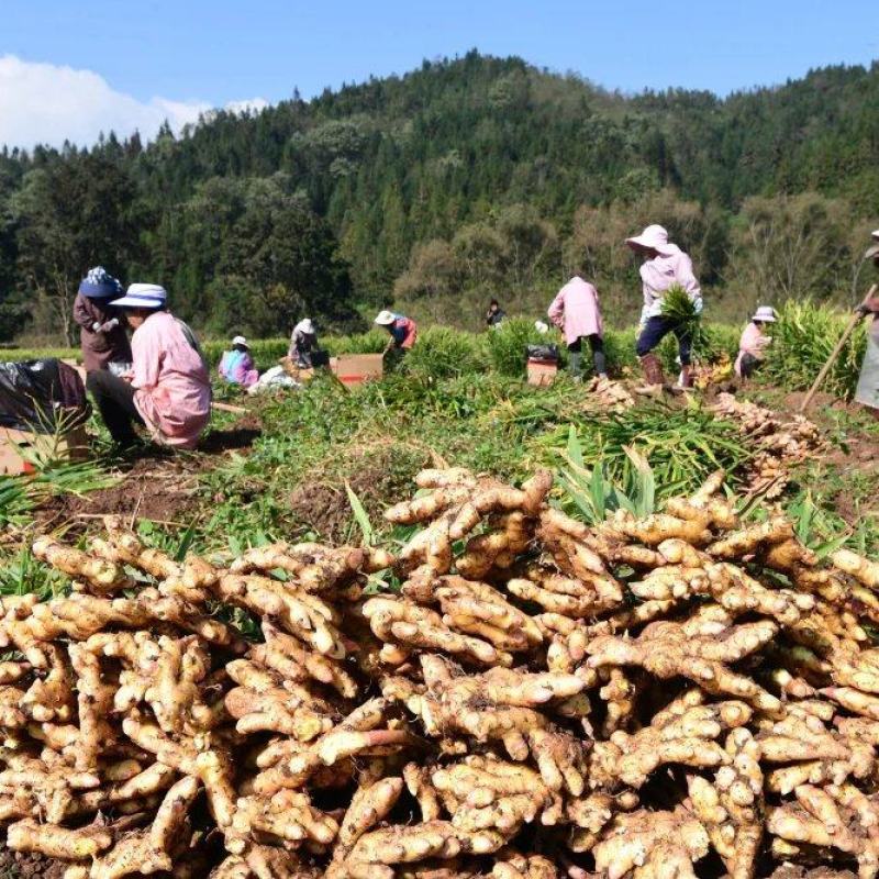小黄姜种植基地