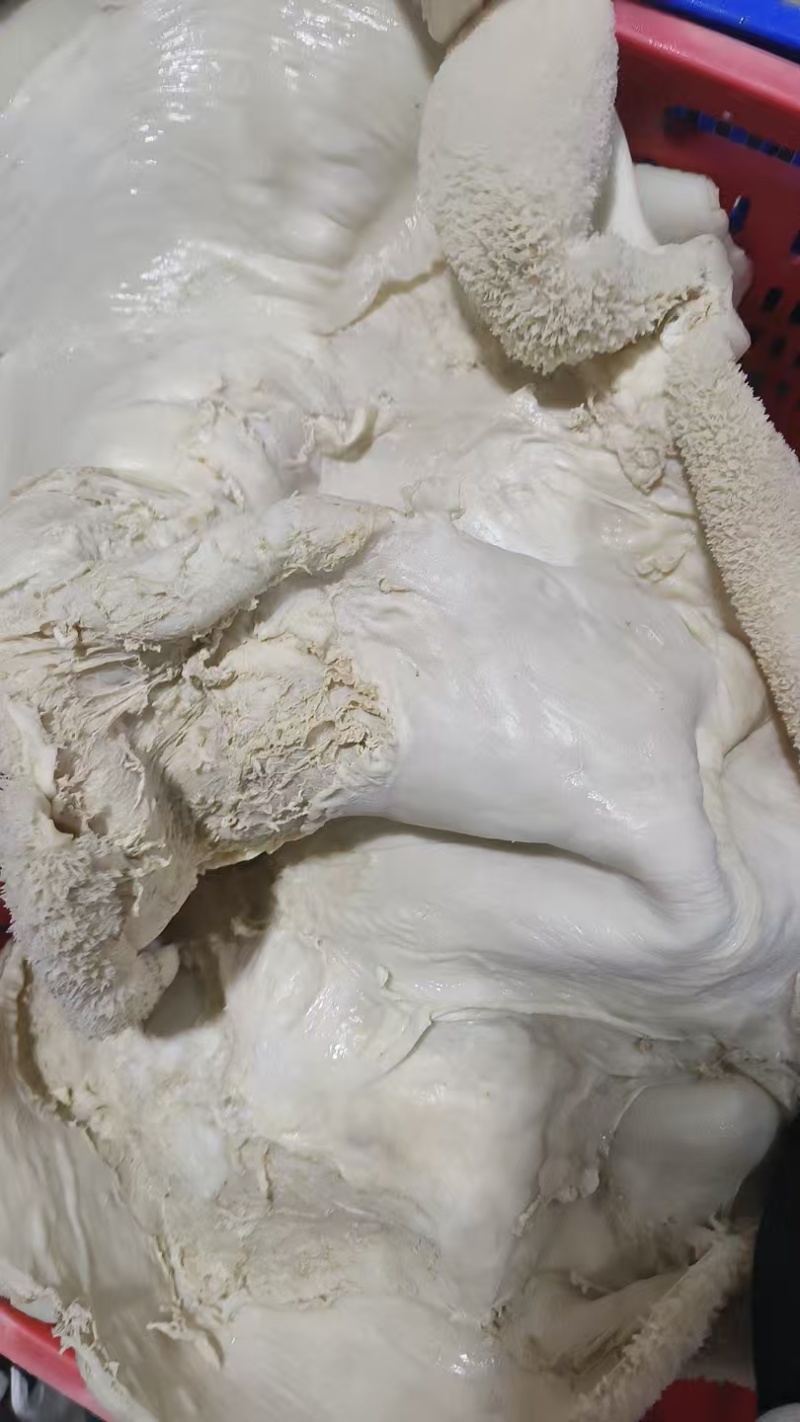 水退毛八分牛肚