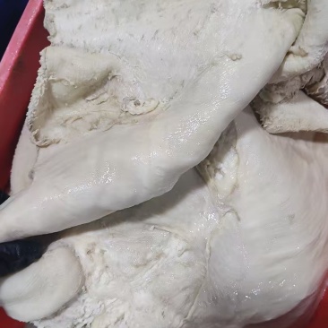 水退毛八分牛肚