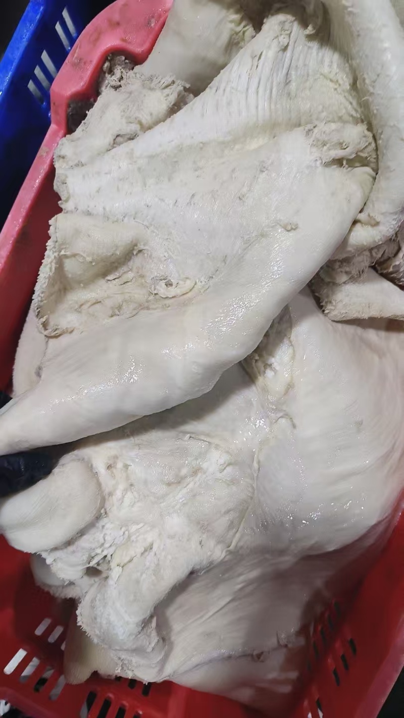 水退毛八分牛肚
