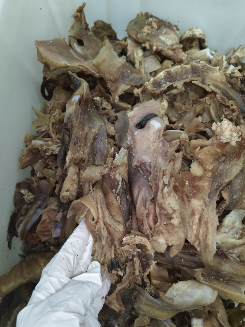 牛鼻须子肉