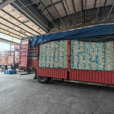 真鲜鹅蛋圆黄散黄鹅蛋供应，厂家量大