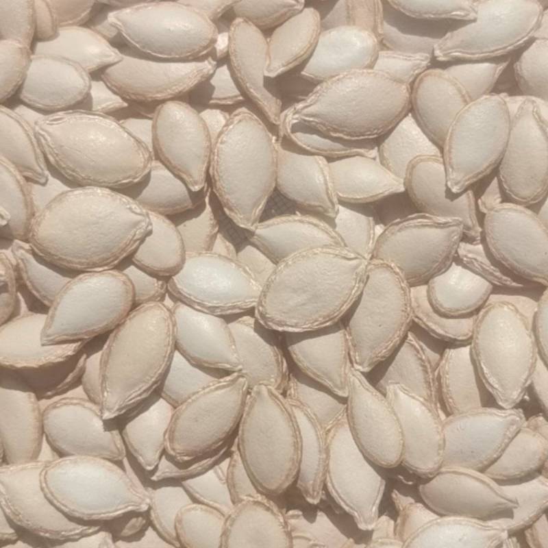 南瓜子，生南瓜子，土南瓜籽，大中小开口南瓜子包邮大量批发
