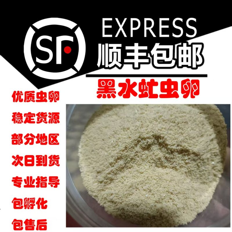 黑水虻虫卵