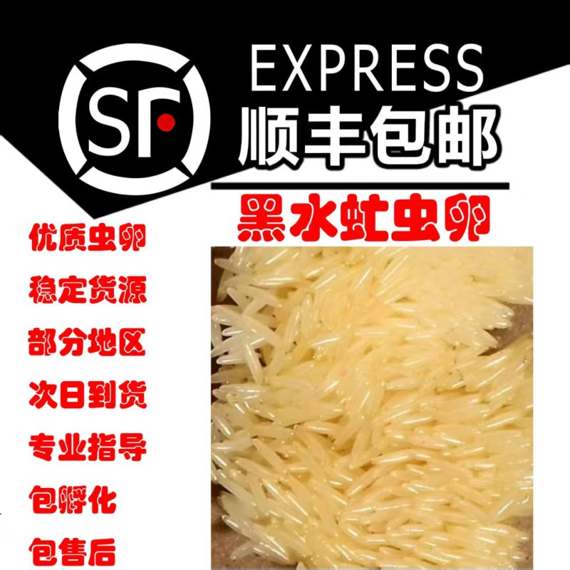 黑水虻虫卵
