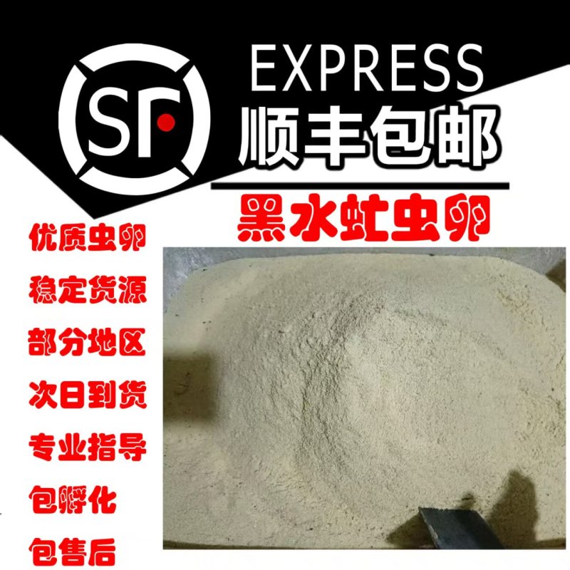 黑水虻虫卵