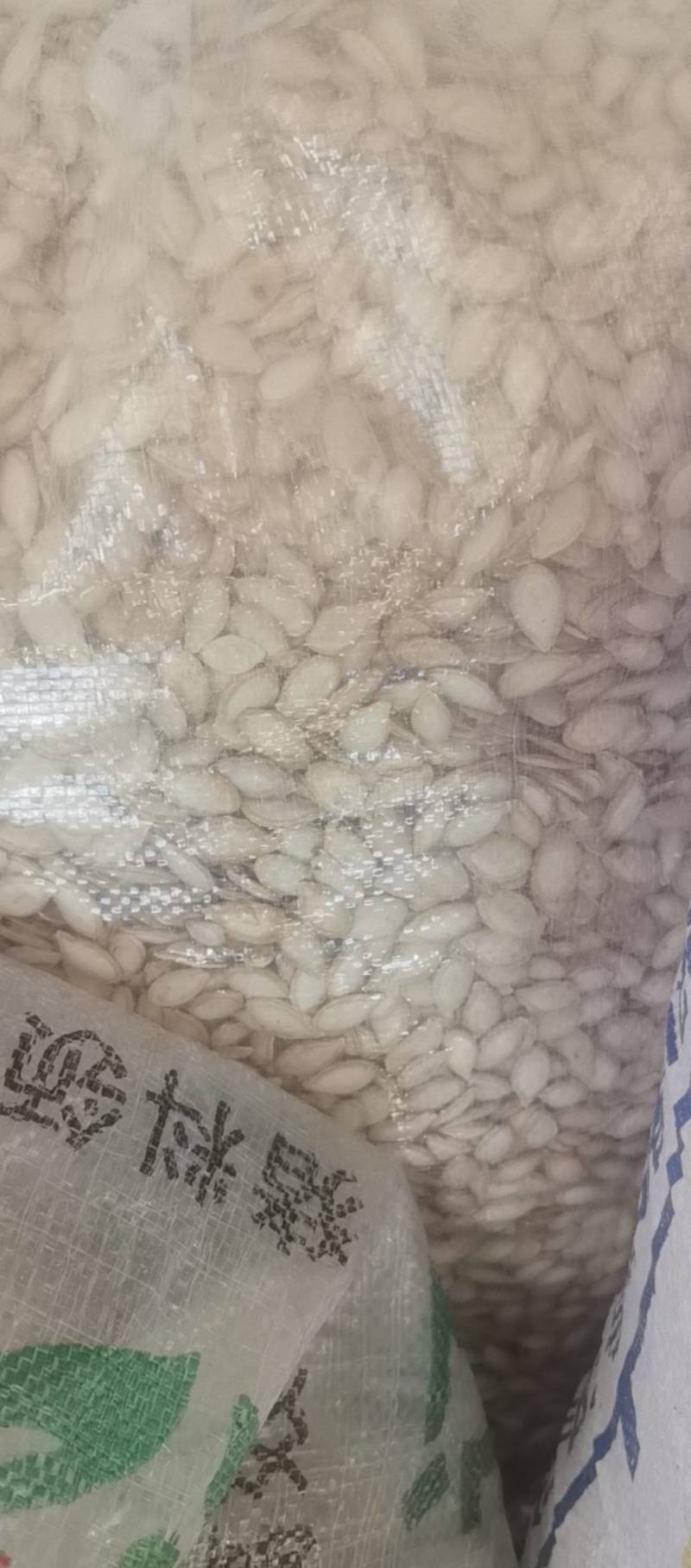 大片南瓜子，湖北土南瓜籽，云南大片南瓜子包邮批发