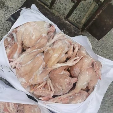 二级肉食鸡20公斤2-3斤